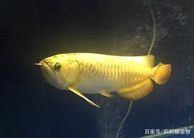 金龍魚體長多少米：金龍魚的體長可以根據(jù)不同的品種和飼養(yǎng)條件和飼養(yǎng)條件有很大變化 龍魚百科 第2張