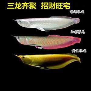 紅龍魚燒尾多久可以恢復(fù)原狀了：紅龍魚燒尾恢復(fù)時間