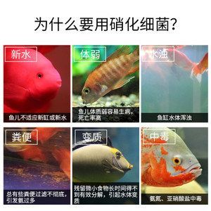 龍魚喂活食需要注意什么事項和細(xì)菌：喂食活食需要注意水質(zhì)、活食來源和處理等方面的問題 龍魚百科