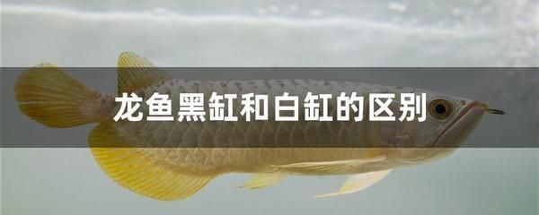 龍魚黑缸和白缸的區(qū)別在哪些地方：龍魚黑缸和白缸各有其特點(diǎn)和優(yōu)勢(shì) 龍魚百科 第3張