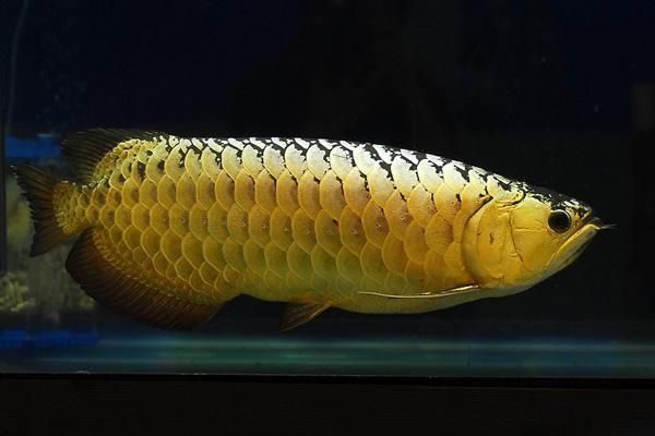 金龍魚(yú)有毒：關(guān)于金龍魚(yú)品牌的產(chǎn)品是否有毒的問(wèn)題 龍魚(yú)百科 第2張