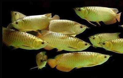 金龍魚(yú)有毒：關(guān)于金龍魚(yú)品牌的產(chǎn)品是否有毒的問(wèn)題 龍魚(yú)百科 第3張