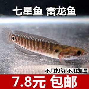 彩虹雷龍和七星魚有什么區(qū)別：彩虹雷龍和七星魚有什么區(qū)別呢？ 龍魚百科 第2張