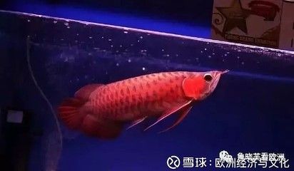 龍魚烤色燈位置：關(guān)于龍魚烤色燈位置的建議 龍魚百科 第3張