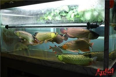 龍魚混養(yǎng)打架會死嗎：龍魚混養(yǎng)打架會死嗎龍魚混養(yǎng)打架會死嗎 龍魚百科 第3張