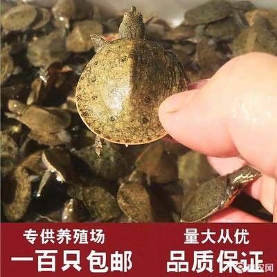 龍魚活飼料：龍魚活飼料的選擇指南