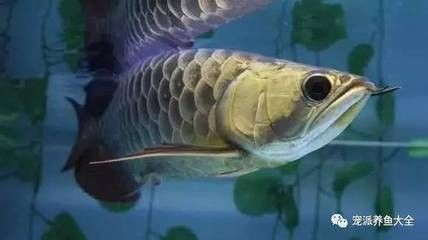 龍魚可以吃什么肉：關(guān)于龍魚可以吃什么肉的信息