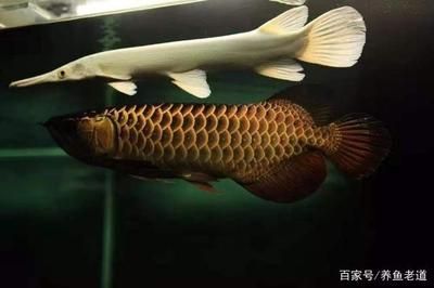 變異的金龍魚品種：被龍魚咬傷怎么辦