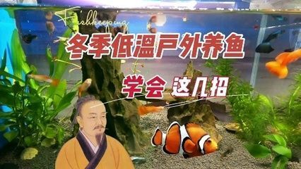 龍魚吃不吃小魚仔：關(guān)于龍魚吃小魚仔的一些詳細(xì)信息 龍魚百科