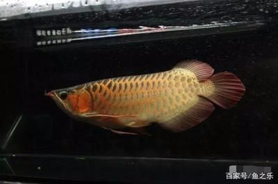 龍魚生命周期是多少天：龍魚生命周期因品種和飼養(yǎng)條件不同而有所差異 龍魚百科 第2張