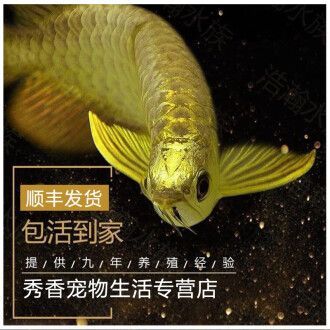 金龍魚(yú)小魚(yú)苗：如何挑選金龍魚(yú)小魚(yú)苗