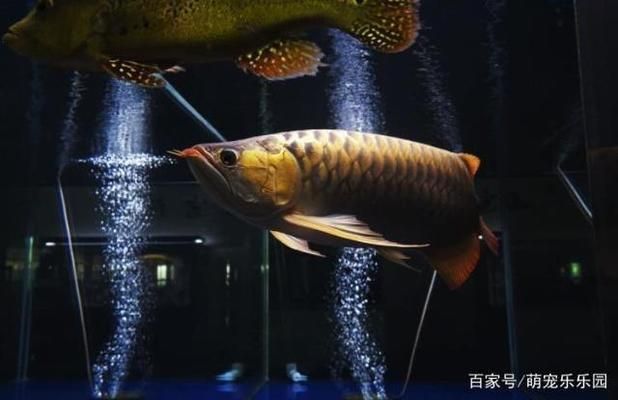 龍魚吃浮食嗎：龍魚可以吃浮食嗎 龍魚百科 第1張