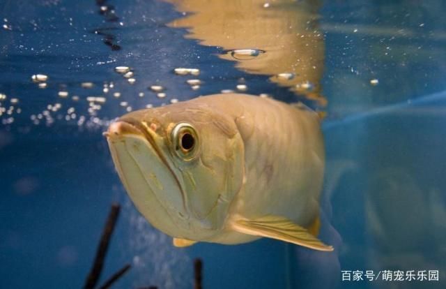 龍魚吃浮食嗎：龍魚可以吃浮食嗎 龍魚百科 第3張