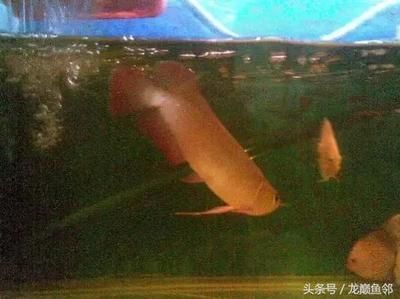 龍魚(yú)在什么情況下會(huì)死亡呢：龍魚(yú)在什么情況下會(huì)死亡 龍魚(yú)百科 第2張