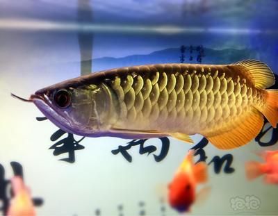 金龍和金龍魚有關(guān)系嗎：金龍魚與金龍魚有什么關(guān)系？ 龍魚百科 第3張