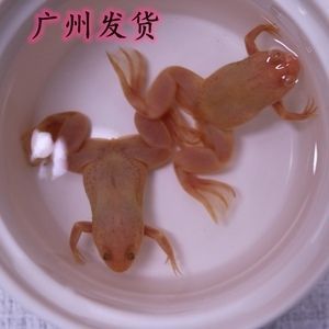 龍魚(yú)吃金蟾蛙好嗎：喂食金蟾蛙給龍魚(yú)好嗎 龍魚(yú)百科 第1張