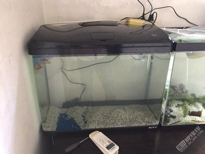 龍魚換魚缸：更換龍魚的魚缸需要謹慎處理的幾點關鍵事項