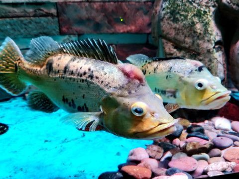 金龍魚(yú)頭上起一個(gè)泡泡：金龍魚(yú)頭上起一個(gè)泡泡泡泡泡樣的情況可能會(huì)引起主人的擔(dān)憂 龍魚(yú)百科 第2張