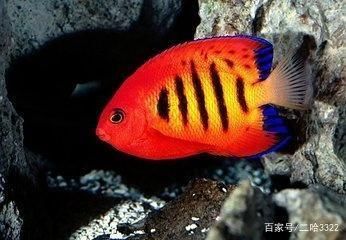 金龍魚(yú)七彩神仙魚(yú)混養(yǎng)：探討金龍魚(yú)與七彩神仙魚(yú)混養(yǎng)之前需要了解這兩種魚(yú)類的基本特性