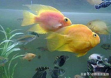 龍魚可以和鸚鵡魚混養(yǎng)嗎：龍魚可以和鸚鵡魚混養(yǎng)嗎？