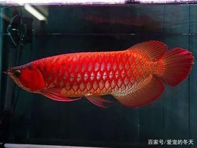 紅尾金龍魚怎么養(yǎng)：紅尾金龍魚的飼養(yǎng)方法 龍魚百科 第2張