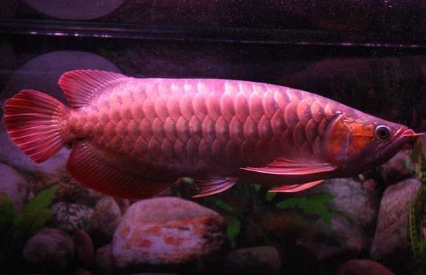 紅龍魚(yú)兩天喂一次：紅龍魚(yú)的喂食頻率是一個(gè)需要根據(jù)魚(yú)的年齡、大小以及健康狀況決定的問(wèn)題 龍魚(yú)百科 第1張