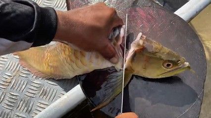 龍魚可以喂什么生肉呢：喂食龍魚生肉時(shí)，需要注意以下幾點(diǎn) 龍魚百科