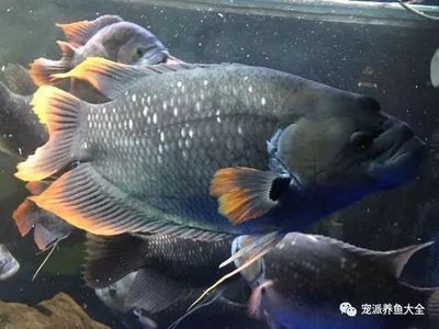 戰(zhàn)船魚和雷龍混養(yǎng)好嗎：戰(zhàn)船魚和雷龍魚是否適合混養(yǎng)？