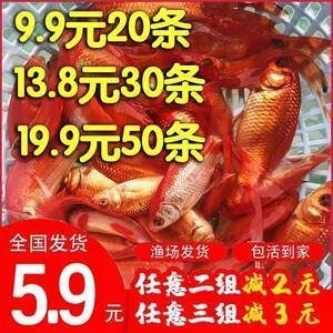 紅龍魚十大漁場(chǎng)排名第幾：紅龍魚十大漁場(chǎng)排名