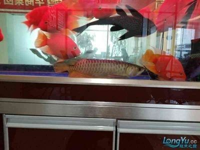 龍魚去哪里批發(fā)最便宜的：哪里可以買到最便宜的龍魚 龍魚百科