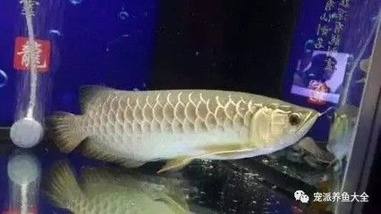 龍魚趴缸,封缸一半：龍魚趴缸,封缸一半,龍魚趴缸是一種常見的現(xiàn)象 龍魚百科