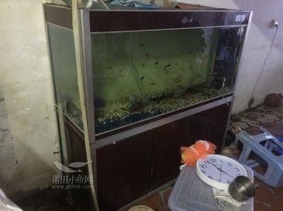 金龍魚 魚缸：養(yǎng)殖金龍魚需要注意的事項(xiàng) 龍魚百科 第3張