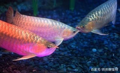 金龍魚紅龍魚混養(yǎng)好不好：金龍魚和紅龍魚混養(yǎng)好不好