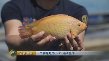 低價個人出售龍魚違法嗎怎么處理：淡水黃龍魚是一種特殊的淡水魚類，它們是一種特殊的淡水魚類