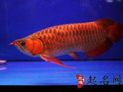 金龍魚與紅龍魚風水對比圖：金龍魚與紅龍魚的風水對比圖 龍魚百科 第3張