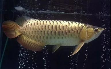 怎樣讓龍魚增強食欲呢：如何提高龍魚的食欲 龍魚百科 第1張