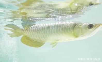 養(yǎng)龍魚(yú)的水多久換一次：養(yǎng)龍魚(yú)的水的更換頻率并沒(méi)有一個(gè)固定的答案，因?yàn)槿Q于多種因素 龍魚(yú)百科 第3張