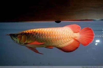 龍魚食量多少克最好：關(guān)于龍魚食量的總結(jié) 龍魚百科 第2張