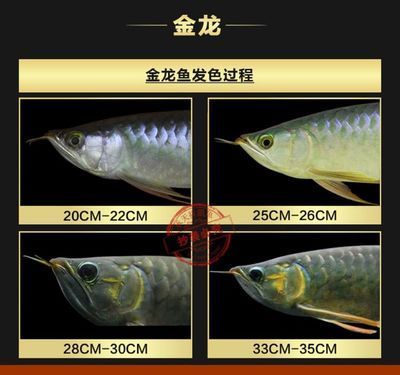 龍魚治療溫度33可以嗎：龍魚治療溫度33度可行嗎？ 龍魚百科 第1張