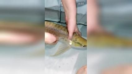 龍魚做掉眼手術(shù)失敗會死嗎：龍魚做掉眼手術(shù)可能導致死亡，可能導致龍魚死亡，外科大夫大夫 龍魚百科 第1張