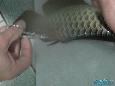 龍魚做掉眼手術(shù)失敗會死嗎：龍魚做掉眼手術(shù)可能導致死亡，可能導致龍魚死亡，外科大夫大夫 龍魚百科 第3張