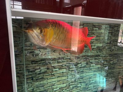 紅龍魚(yú)是金龍魚(yú)的一種嗎：紅龍魚(yú)不是金龍魚(yú)的一種 龍魚(yú)百科 第1張