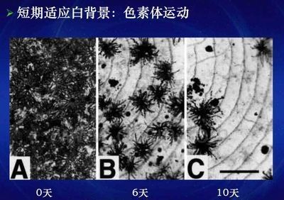 龍魚白背景發(fā)色怎么回事：討論龍魚白背景發(fā)色的基本原理龍魚發(fā)色的原理 龍魚百科