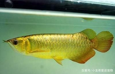 金龍魚(yú)碰壞了了魚(yú)鱗：金龍魚(yú)碰壞了魚(yú)鱗會(huì)導(dǎo)致魚(yú)鱗掉落，可能引發(fā)感染或其他健康問(wèn)題 龍魚(yú)百科