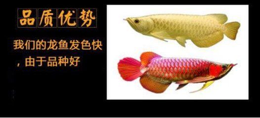 鸚鵡魚和銀龍打架怎么辦：印尼金龍魚批發(fā)市場位置 龍魚百科