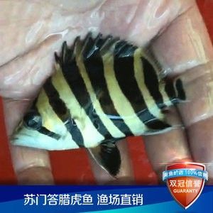 龍魚會不會吃虎魚苗：龍魚與虎魚苗的混合飼養(yǎng)需考慮這一點(diǎn)，避免潛在的食品安全問題 龍魚百科