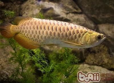 金龍魚屬于什么魚種：金龍魚屬于什么魚種， 龍魚百科 第2張