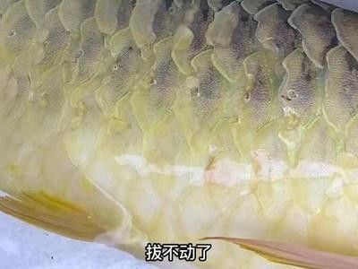 龍魚趴著不動：龍魚趴著不動可能由多種原因引起，飼養(yǎng)者應該保持耐心和細心