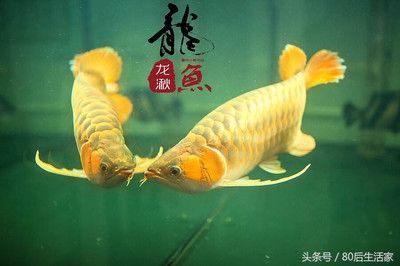 龍魚在風水中的作用和功效：龍魚在風水中的應用和作用