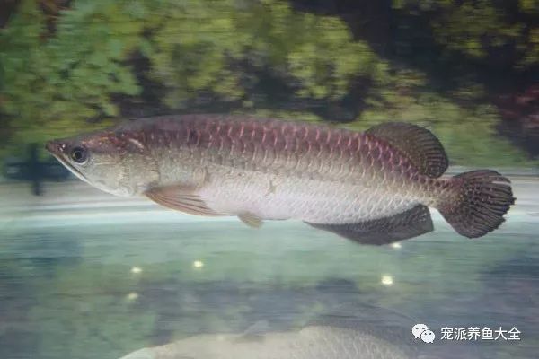 金龍魚(yú)尾巴兩種顏色區(qū)別大嗎：金龍魚(yú)尾巴顏色的變化不一定代表品種之間的巨大差異 龍魚(yú)百科